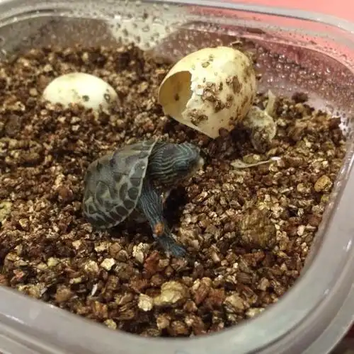 小乌龟刚出壳怎么处理?怎么护理?