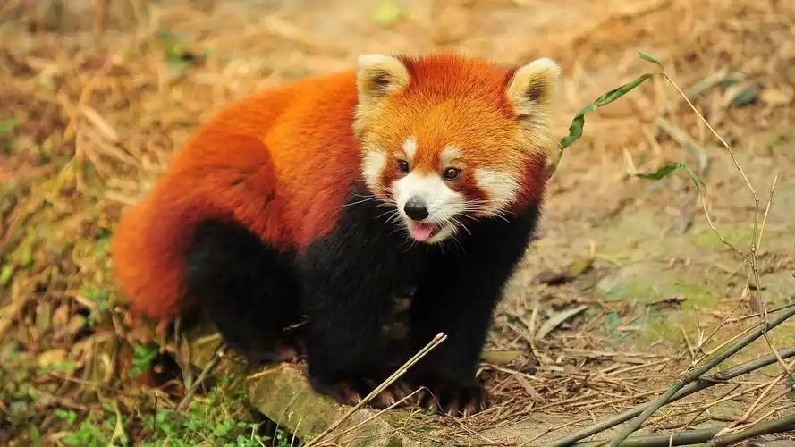 超萌的树林可爱小浣熊图片桌面壁纸