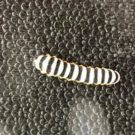 是在小叶女贞上发现的,有群居性,黑白相间,表面无毛,腹部黄色,头黑色