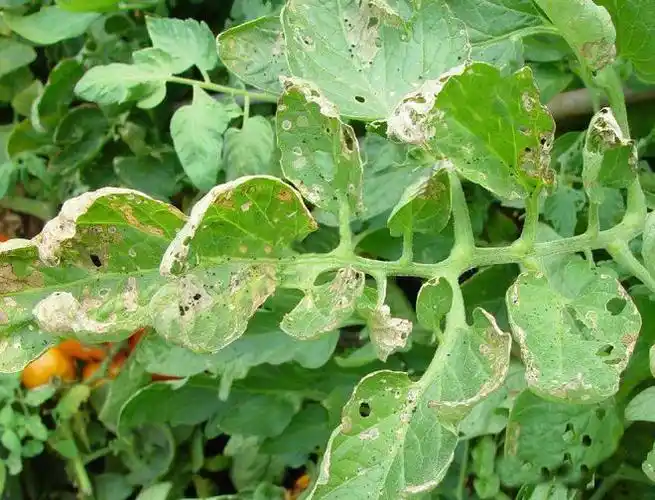 虫害西红柿上的斜纹夜蛾怎么打超全用药