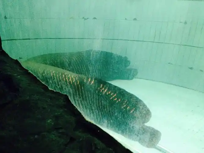 大象鱼[脸红]一条可以吃好久啊………… 我在这里