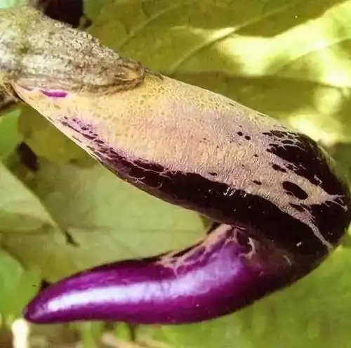 高温干旱,蓟马将再次"爆发"!