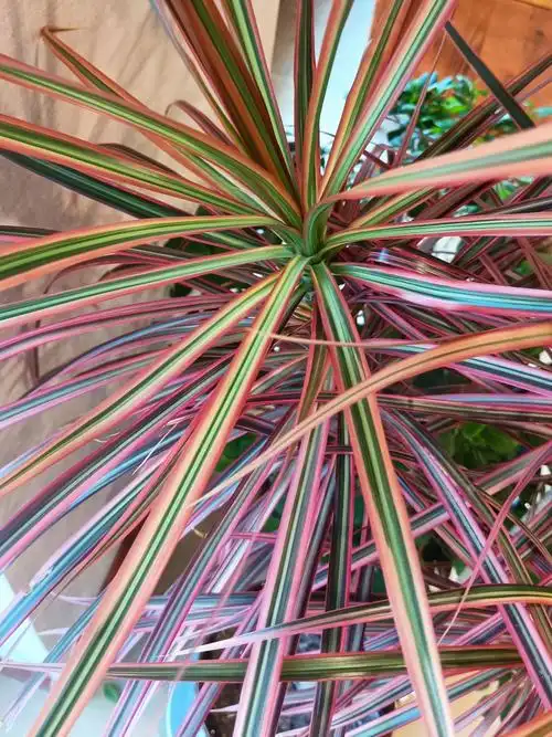 这里是彼岸 的想法: 三色千年木也叫彩虹龙血树 三色千年木的