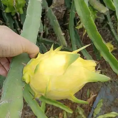 揭阳麒麟果产地行情