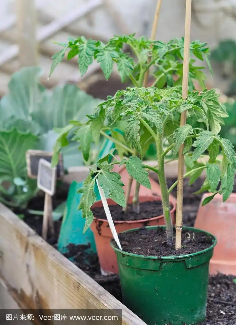盆栽番茄