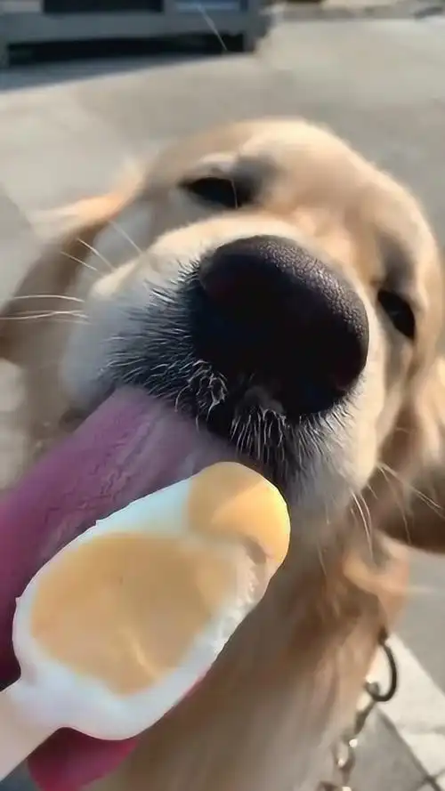 家里的狗狗吃冰块雪糕,真是太可爱了