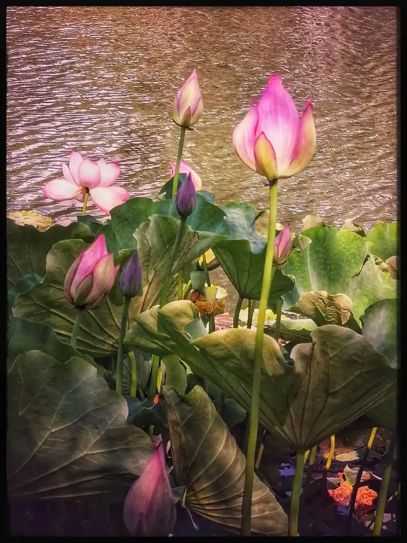 红姐荷花摄影作品欣赏