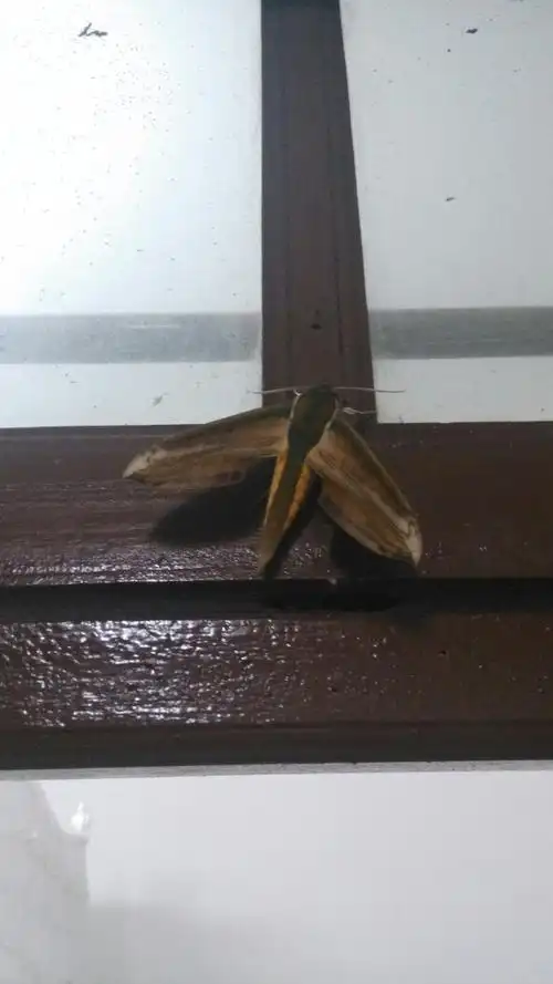 大飞蛾,请问这是什么品种的飞蛾?有没有毒的