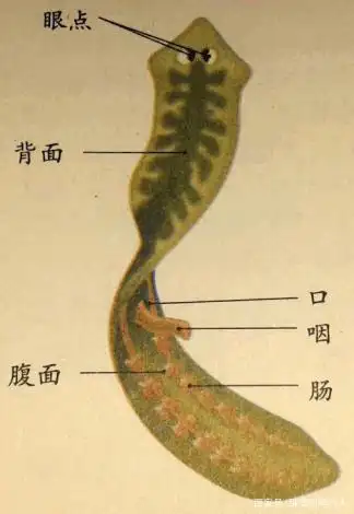 涡虫大概长2到3厘米