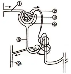(3分)下图是肾单位及周围的毛细血管示意图,据图回答:(1)图中结构①的