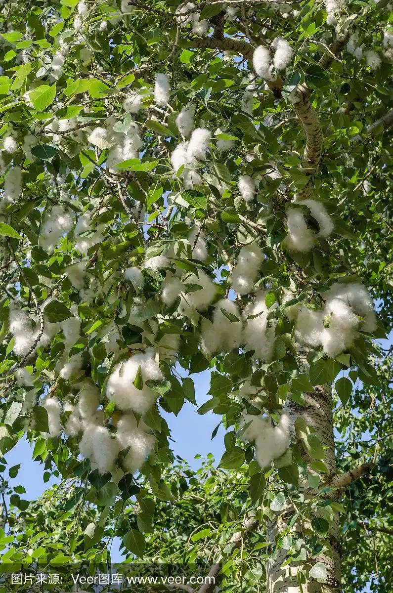 在开花枝条上有绒毛的杨树