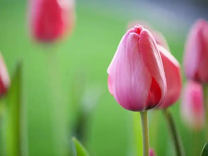 郁金香壁纸图片