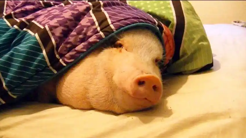 一只猪正在床上呼呼大睡,主人拿出饼干放在它面前,这反应太逗了