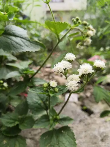 植物图鉴藿香蓟