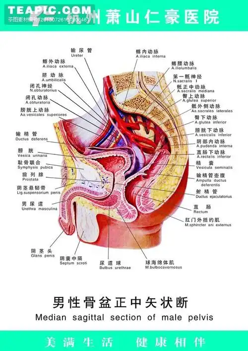 [医疗人体科室挂图12 男性骨盆正中矢状断]