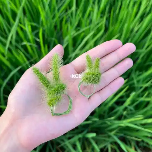 狗尾巴草的戒指