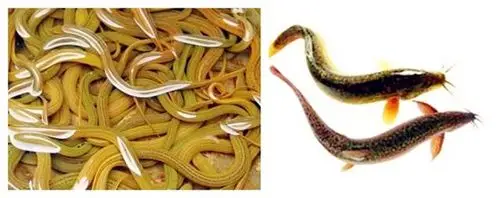 黄鳝和泥鳅有什么区别