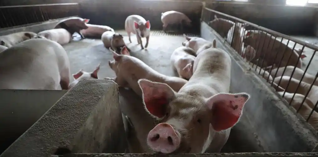 辽宁开原:加快生猪养殖 保障市场供应(1)