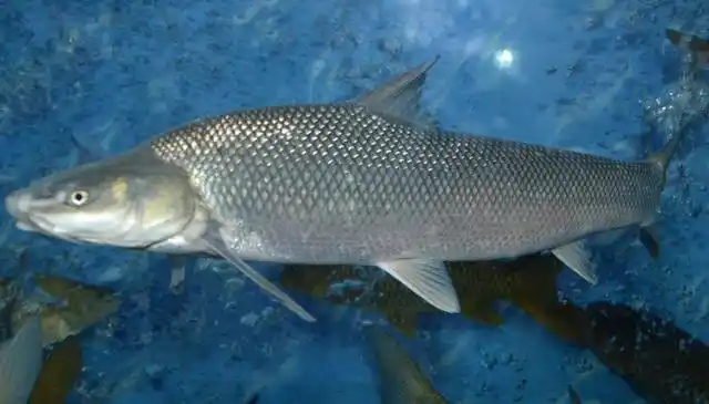 银雪鱼的需求日益增加,养殖的人也在增加,这些饲养管理都要清楚