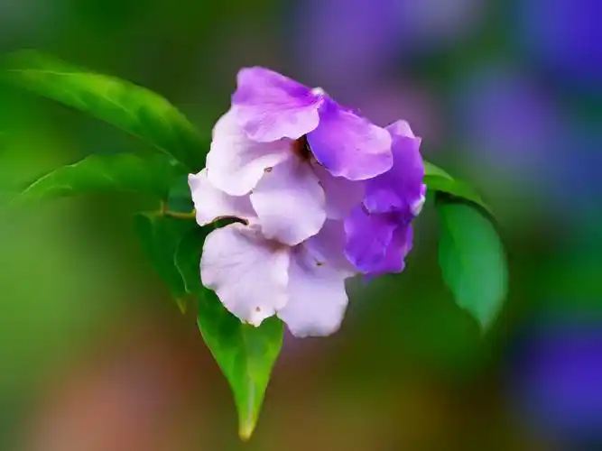 鸳鸯茉莉花欣赏