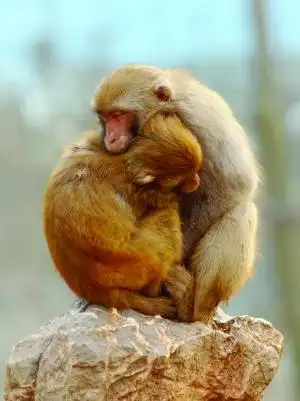 猴子——深情拥抱