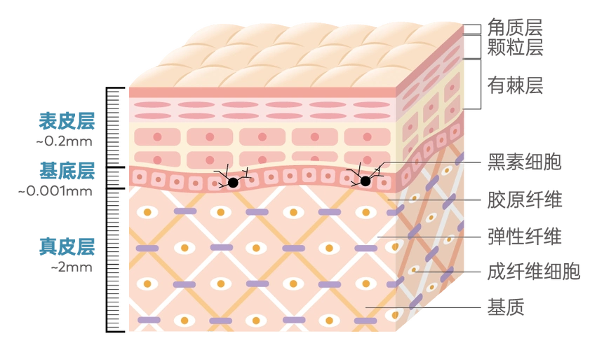 真皮层分为乳头层和网状层,真皮中胶原蛋白,弹性蛋白和透明质酸的"