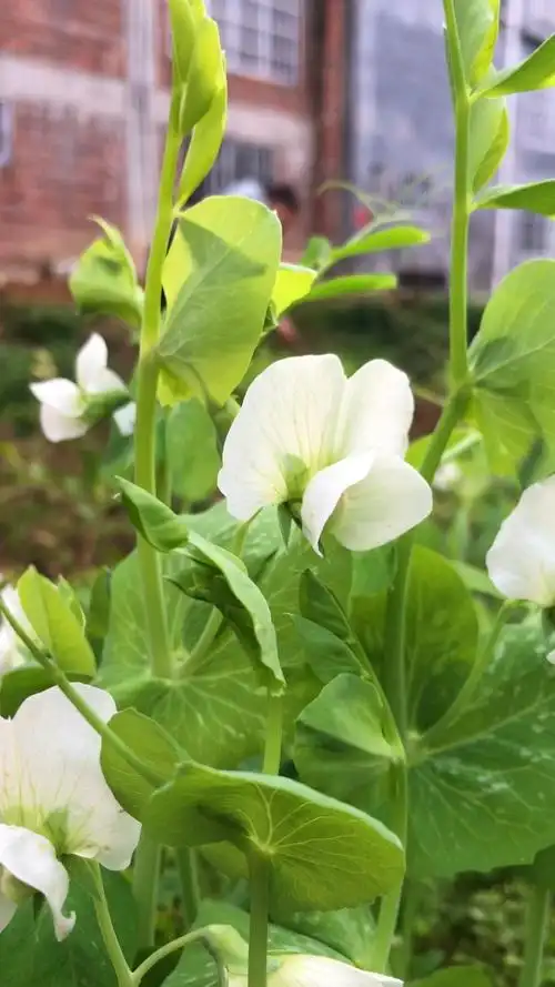 白色的豌豆花