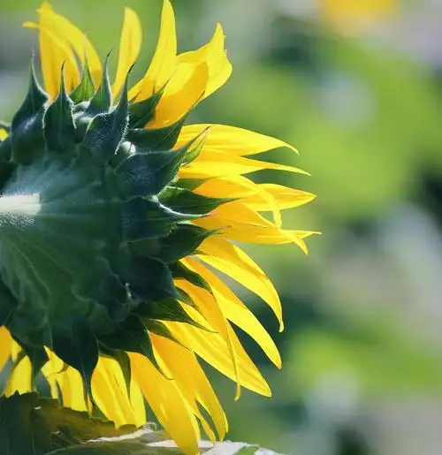 《柔光下之向日葵花》