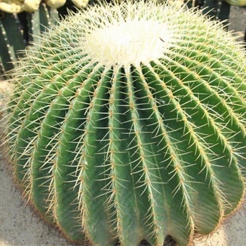 超大金虎金琥仙人球盆栽开花 卧室防辐射办公室内花卉谜底盆栽