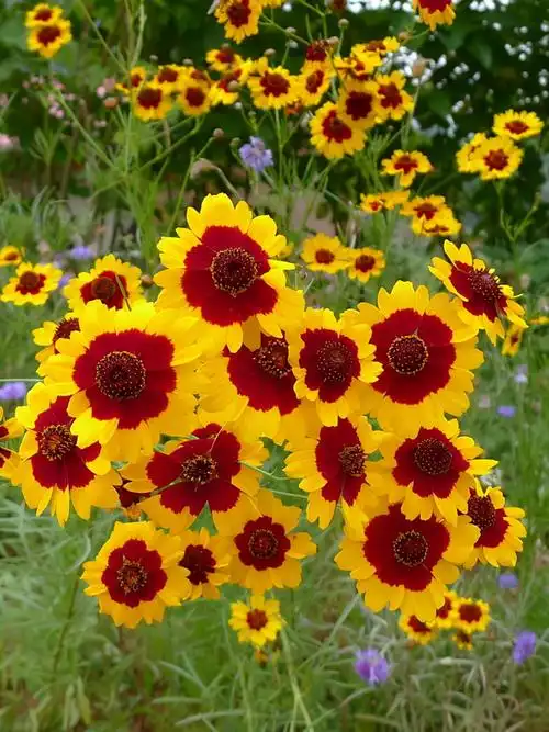 可能有些花友对蛇目菊这个名字不是很敏感,但要是