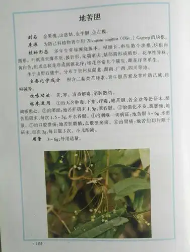 地苦胆治疗口腔溃疡效果也很好,最近我夫人口腔溃疡严重,用地苦胆磨醋
