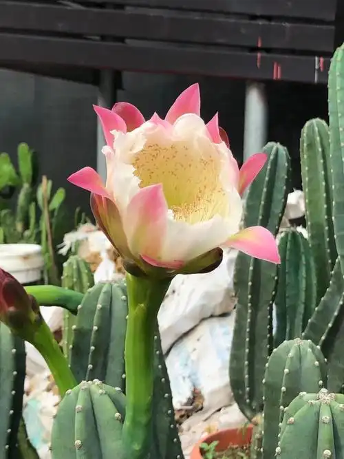 植物门纲双子叶植物纲亚纲石竹亚纲目石竹目科仙人掌科属量天尺属种