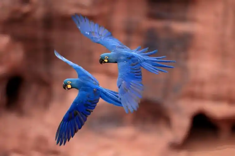 青蓝金刚鹦鹉 - 堆糖,美图壁纸兴趣社区