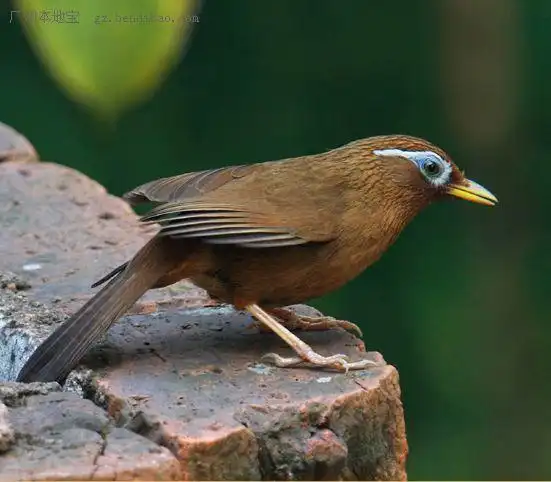 ",再到广场观看红艳又不媚俗的木棉"市花",到湿地公园看市鸟画眉