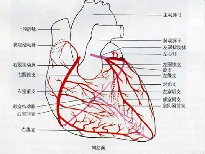 心脏冠脉左室节段和示意图b超图造影图及ct图的相互关系ppt