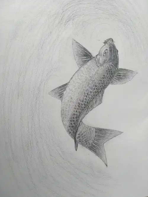素描临摹一条鱼 - 简书