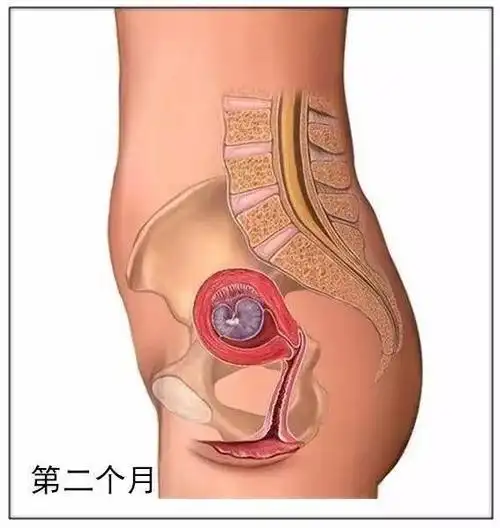 怀胎10个月图解胎儿的生长发育过程及妈妈们生产全过程