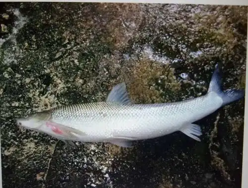 云竹云南游202010301109