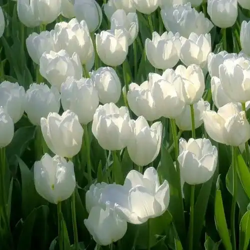 文案##绿色##朋友圈背景图##朋友圈文案##朋友圈分享##文案##壁纸