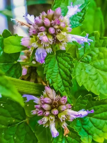 苍告藿香,香气诱人