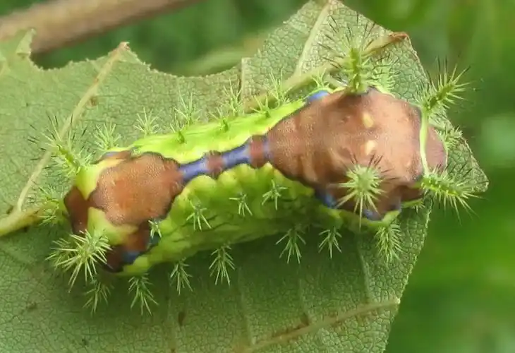 (黄刺蛾的幼虫)