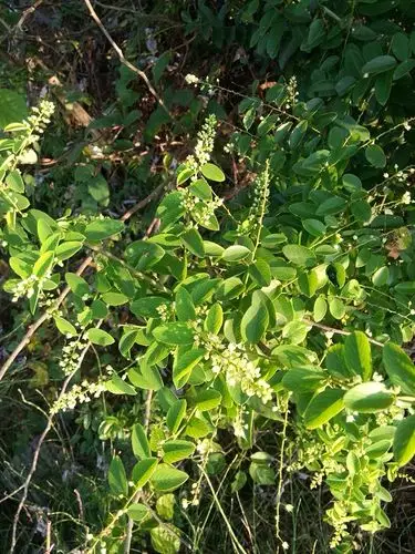 这是什么树八九月开花结的果跟枸杞有点像