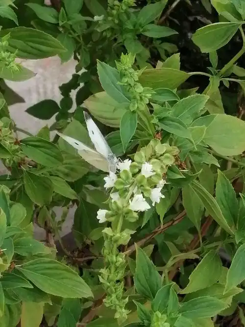 金不换花香漂扑面