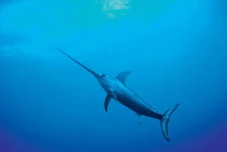 除了大鳍毛齿鱼这一精灵,海洋200米处还生存着剑鱼,亦称"箭鱼".