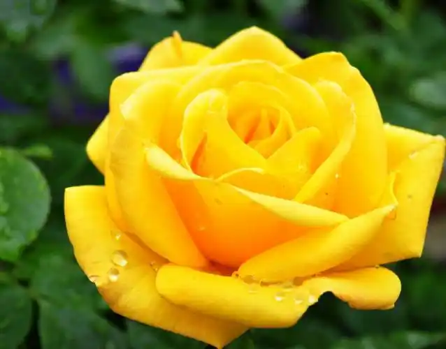 夜幕下的黄玫瑰