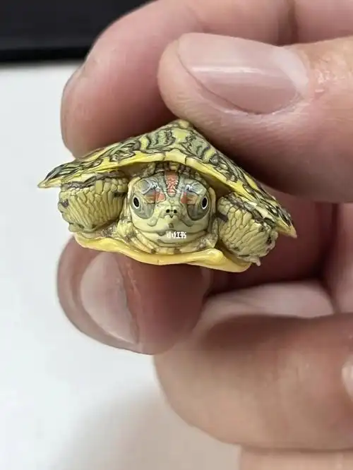 乌龟  #蜡笔巴西  #巴西龟  #变异巴西龟  #变异龟