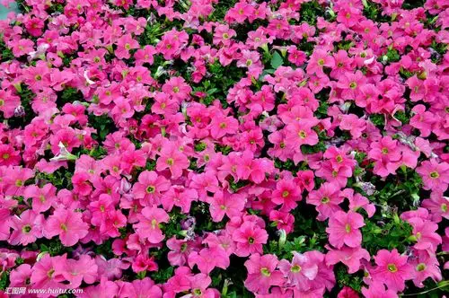 展开全部 红花是矮牵牛,白花是铁线莲.