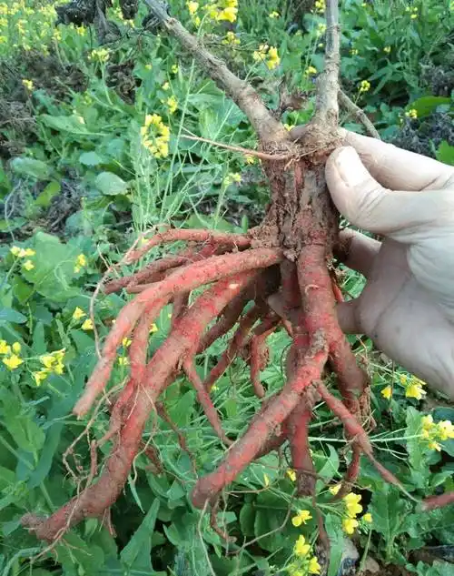 丹参的种植技术丹参苗哪里有丹参今年行情好不好