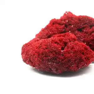 红珊瑚原石图片