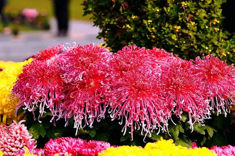 红色菊花摄于泗阳生态公园